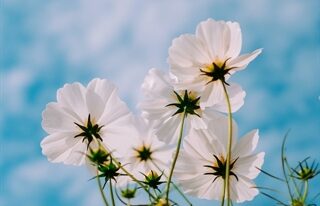 Preparing for A Sacred Passing